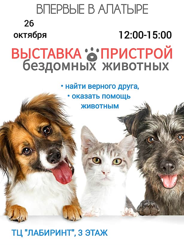 Впервые в Алатыре выставка - пристрой бездомных животных.
