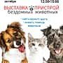 Впервые в Алатыре выставка - пристрой бездомных животных.